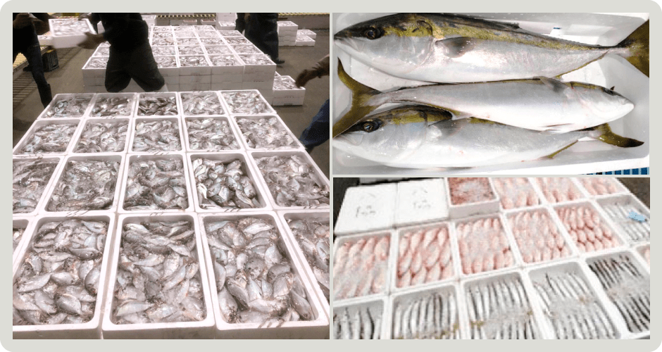 八幡浜産天然魚
